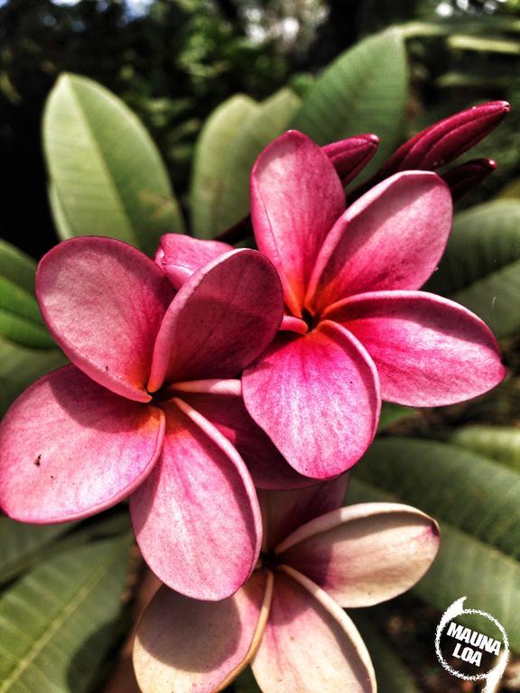 Hotel Mauna Loa Pinilla 外观 照片